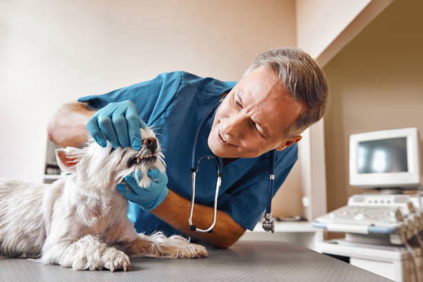Best Same-Day Emergency Dentist in Leon Valley, TX